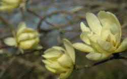 Magnolia Gold Star