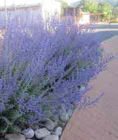 Perovskia Blue Spire