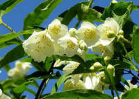 Philadelphus delavayi