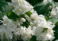 Philadelphus - mock orange