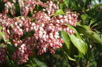 Pieris japonica 'Valley Rose'