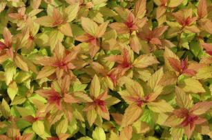 Spiraea japonica Golden Princess