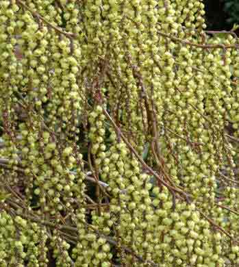 Stachyurus praecox in full flower