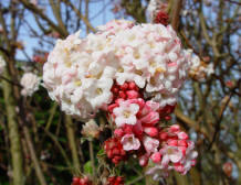Viburnum x bodnantense 'Charles Lamont'