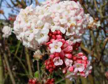 Viburnum x bodnantense 'Charles Lamont'