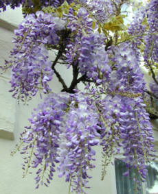 Wisteria sinensis
