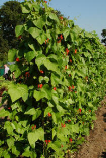 Runner beans are better off in full sun