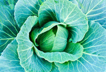 File:PikiWiki Israel 28686 Green Cabbage.jpg