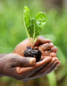 Swiss Chard ready for planting out