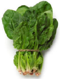 Perfect spinach plants